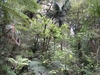 Kauri Wald